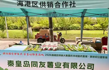 Tired of Blended Sweet Potato Starch? Visit Tongyou at 2026 Fair