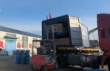 Qinhuangdao Tongyou Potato Industry Ships 10 Containers of Export Sweet Potato Starch to South Korea