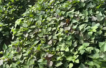 How to Source Pure Sweet Potato Vermicelli? Tongyou's Own Farming Base